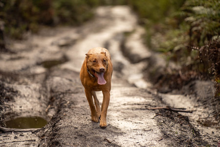 Rhodesian Ridgeback running on a dirt road in the forestの写真素材