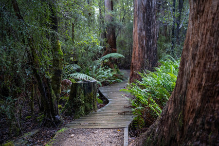 toddler hiking in the forest in winter wearing a beanie, walking on a trail in the australian bush....