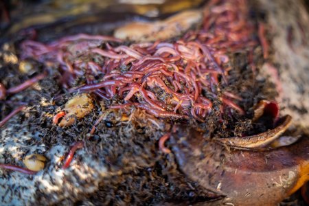 sustainable living with worms in a worm farm recycling compost and food waste in australiaの写真素材