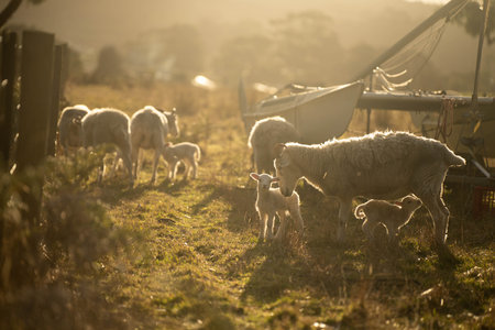 Sheep and Lambs in Australian Fields in spring