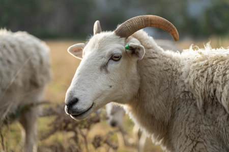 lamb drinking milk from a sheep in a field in golden light in spring timeの写真素材