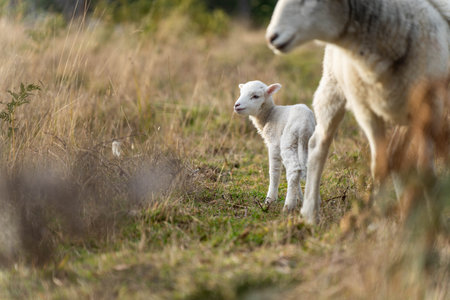 Sheep in a field. Merino sheep, grazing and eating grass in New zealand and Australiaの写真素材