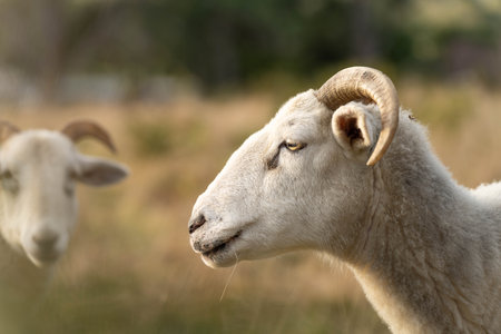 Sheep in a field. Merino sheep, grazing and eating grass in New zealand and Australiaの写真素材