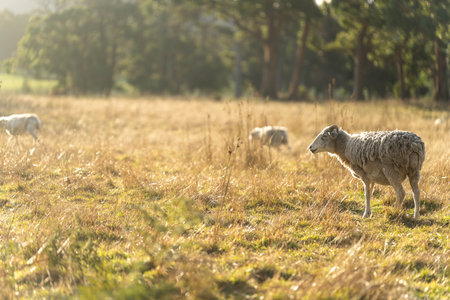 Agricultural farm practicing regenerative farmer, with sheep grazing in field practicing rotational grazing storing carbon in the soil through fungiの写真素材
