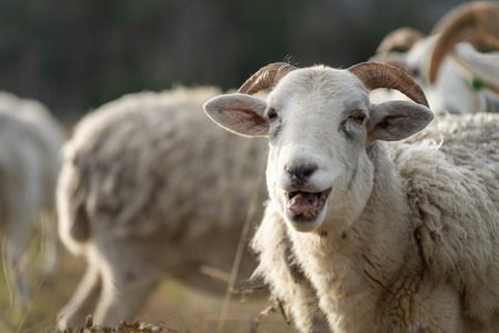 Merino sheep, grazing and eating grass in New zealand and Australiaの写真素材