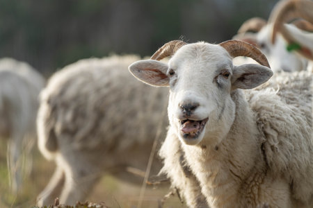 lamb drinking milk from a sheep in a field in golden light in spring timeの写真素材
