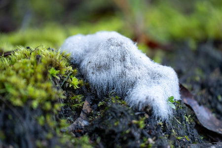fungus growth of fuzz hair growth on grass in winterの写真素材