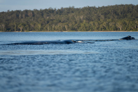 Southern right whale with baby calf in tasmania australia in springの写真素材
