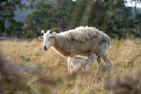 Dry land shorn Merino sheep on a farm in a drought Summerの写真素材