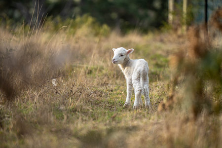 Sheep and Lambs in Australian Fields in springの写真素材