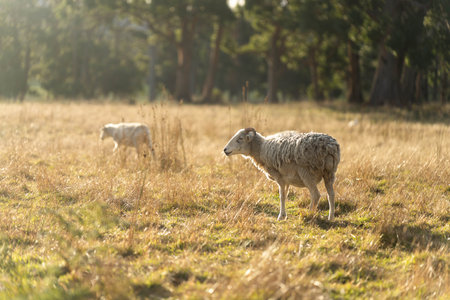 Merino sheep, grazing and eating grass in New zealand and Australiaの写真素材