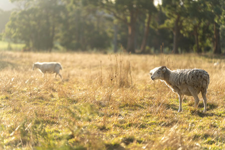 lamb drinking milk from a sheep in a field in golden light in spring timeの写真素材