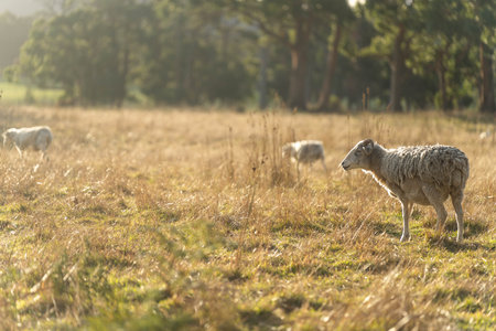 lamb drinking milk from a sheep in a field in golden light in spring timeの写真素材