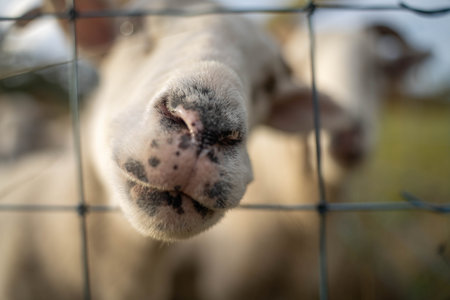 Agricultural farm practicing regenerative farming, with sheep grazing in field practicing rotational grazing storing carbon in the soil through fungiの写真素材