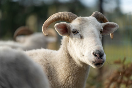 Sheep in a field. Merino sheep, grazing and eating grass in New zealand and Australiaの写真素材