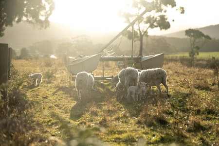 lamb drinking milk from a sheep in a field in golden light in spring time