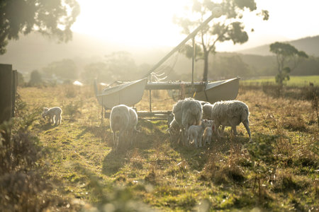 Merino sheep, grazing and eating grass in New zealand and Australiaの写真素材