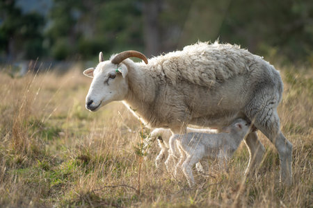 Merino sheep, grazing and eating grass in New zealand and Australiaの写真素材