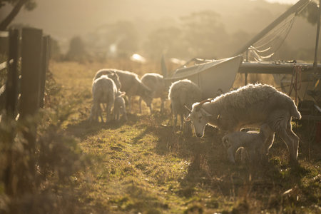 Dry land shorn Merino sheep on a farm in a drought Summerの写真素材