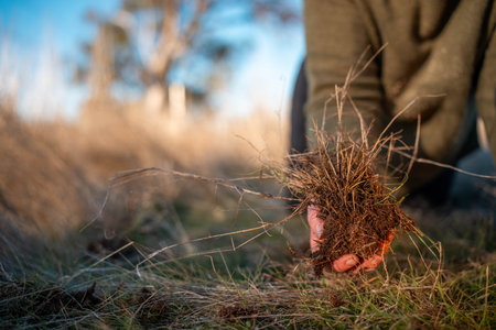farmer collecting soil samples in a test tube in a field. Agronomist checking soil carbon and plant...