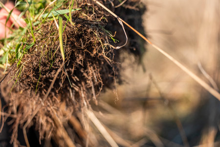 Close-up of grass with roots in the field. Shallow depth of field