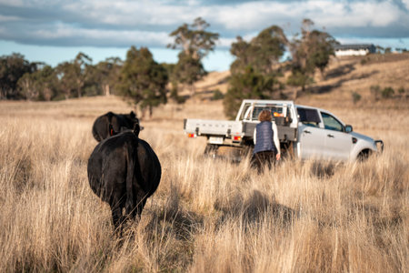 Female farmer holding soil Looking at soil life and health. cows repairing soil and storing carbon with holistic grazing managementの写真素材
