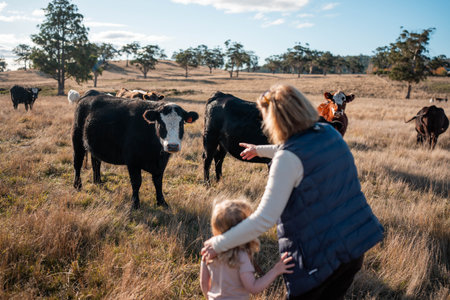 female farmer herding cows on a farm, growing and working with the land and growing meat. women in agriculture producing Angus, wagyu, Murray grey cattle, being grown in a farm in Australia.の写真素材