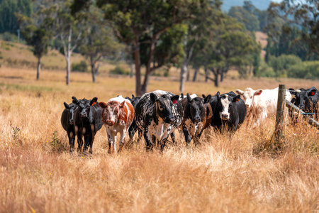 sustainable regenerative agriculture farm in australia,  Herd of Cattle in Golden Australian Pasture, Black Angus Cows Grazing in Australian summerの写真素材