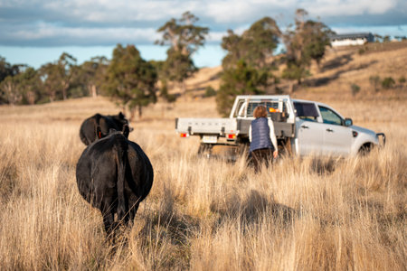 sustainable regenerative agriculture farm in australia,  Herd of Cattle in Golden Australian...