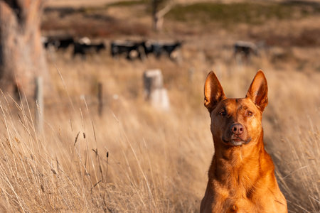 australian kelpie dog in a paddock with cows and grassの写真素材