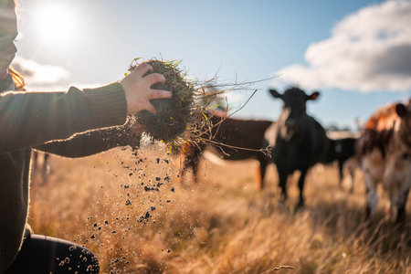 The Foundation of Life: Rich Soil in Hand Against a Backdrop of Grazing Cattle. Perfect for Concepts...