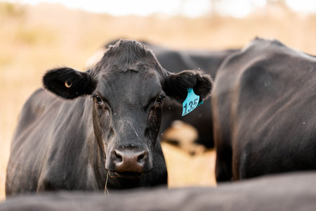australian beef cattle grazing on pasture grass in a paddock. Beef Cows Moving Through Dry...