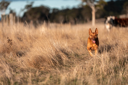 australian kelpie dog in a paddock with cows and grassの写真素材