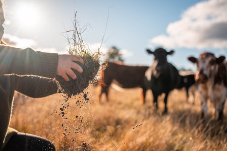 The Foundation of Life: Rich Soil in Hand Against a Backdrop of Grazing Cattle. Perfect for Concepts of Nature's Bounty, Sustainable Food Systems, and Rural Australian Agricultureの写真素材