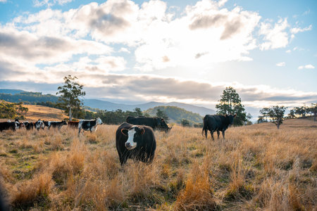sustainable regenerative agriculture farm in australia,  Herd of Cattle in Golden Australian Pasture, Black Angus Cows Grazing in Australian summerの写真素材