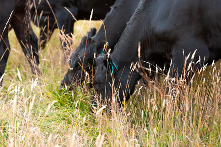 sustainable regenerative agriculture farm in australia,  Herd of Cattle in Golden Australian Pasture, Black Angus Cows Grazing in Australian summerの写真素材