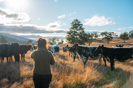 Two Women Capturing Photos of Cattle in a Sunny Australian Pasture. Showcasing Agri-tourism, Modern Farm Visits, and the Use of Technology in Documenting Rural Lifeの写真素材