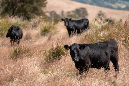sustainable regenerative agriculture farm in australia,  Herd of Cattle in Golden Australian...