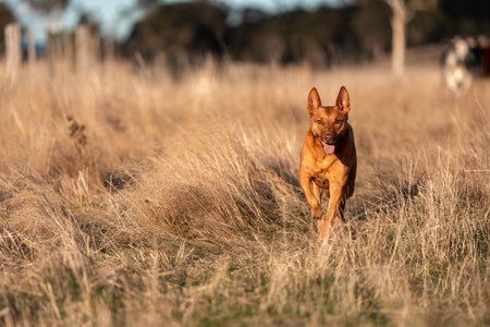 australian kelpie dog in a paddock with cows and grassの写真素材