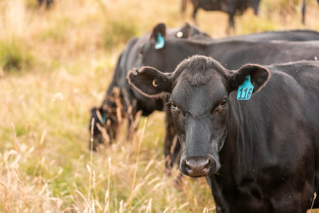 Australian Black Baldy & Angus Cattle Grazing

 in a Sunny Pasture on a Rural Farm, Emphasizing Sustainable Beef Productionの写真素材