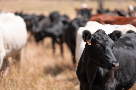 sustainable regenerative agriculture farm in australia,  Herd of Cattle in Golden Australian Pasture, Black Angus Cows Grazing in Australian summerの写真素材