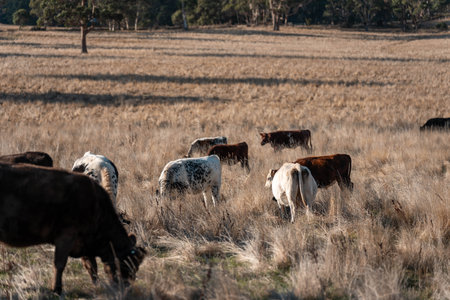 Carbon neutral cattle farming in a free range field on a farm in Australia  beautiful cattle in Australia eating grass, grazing on pasture. Herd of cows free range beef regenerative raisedの写真素材