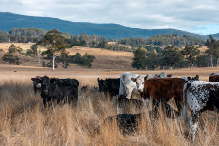 australian beef cattle grazing on pasture grass in a paddock. Beef Cows Moving Through Dry Grassland, Australian Farm Scene in summerの写真素材
