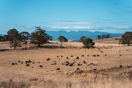 Carbon neutral cattle farming in a free range field on a farm in Australia  beautiful cattle in Australia eating grass, grazing on pasture. Herd of cows free range beef regenerative raisedの写真素材