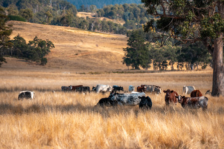 australian beef cattle grazing on pasture grass in a paddock. Beef Cows Moving Through Dry...