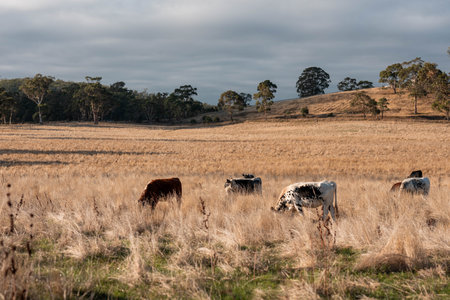 Carbon neutral cattle farming in a free range field on a farm in Australia  beautiful cattle in Australia eating grass, grazing on pasture. Herd of cows free range beef regenerative raisedの写真素材