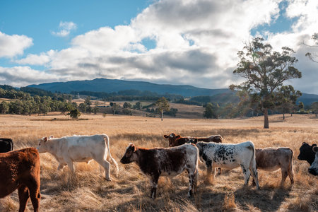 Carbon neutral cattle farming in a free range field on a farm in Australia  beautiful cattle in...