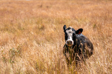 sustainable regenerative agriculture farm in australia,  Herd of Cattle in Golden Australian...