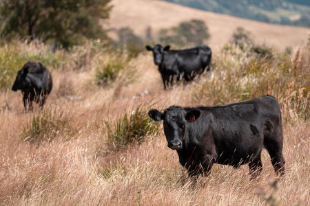 sustainable regenerative agriculture farm in australia,  Herd of Cattle in Golden Australian Pasture, Black Angus Cows Grazing in Australian summerの写真素材