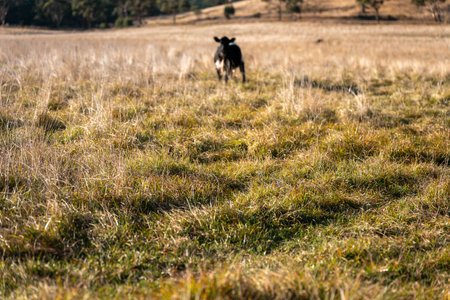 australian beef cattle grazing on pasture grass in a paddock. Beef Cows Moving Through Dry Grassland, Australian Farm Scene in summerの写真素材